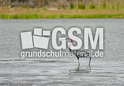 Purpurreiher (1 von 12).jpg